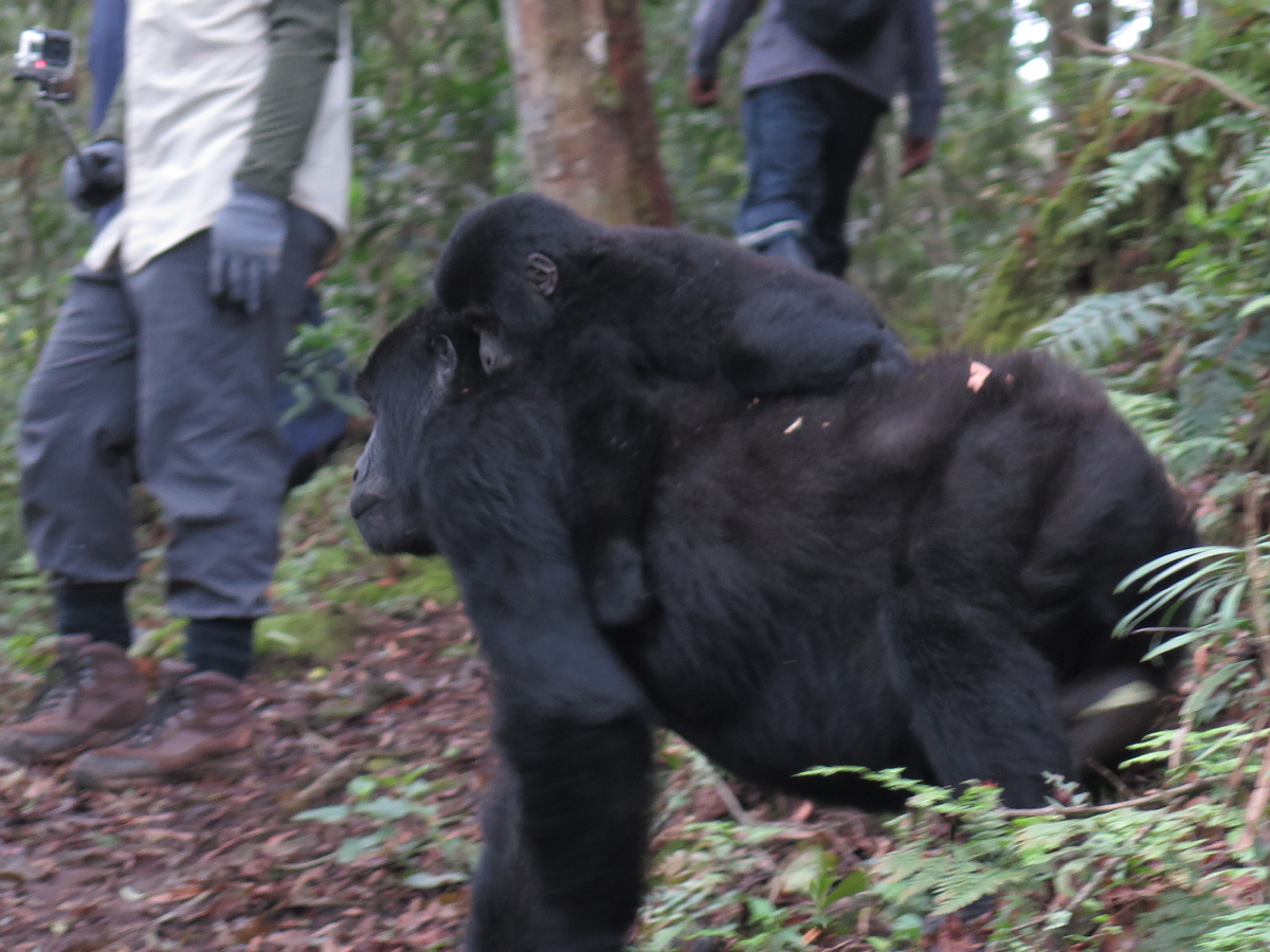 Hiking With Gorillas In Uganda