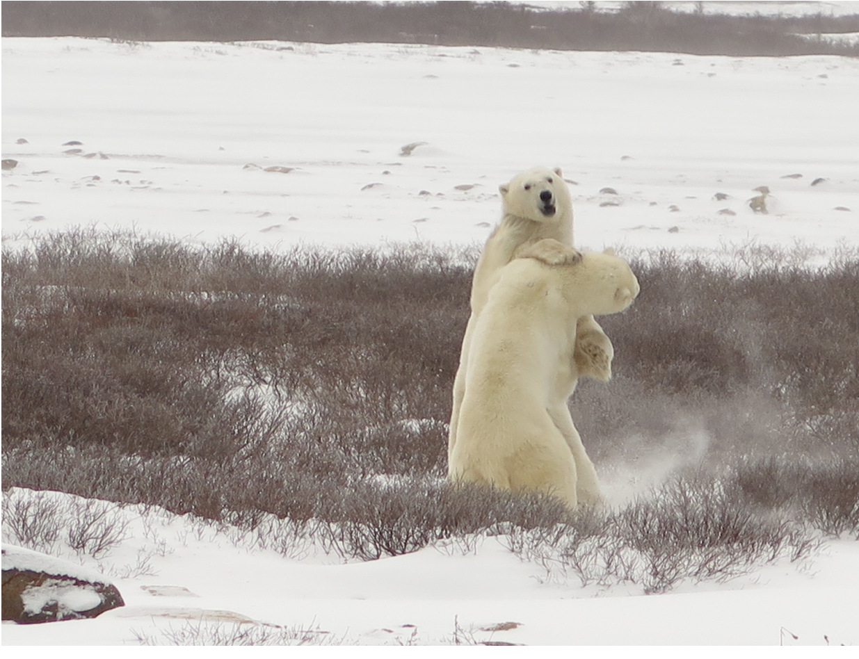 The Ultimate Polar Bear Safari In Churchill Manitoba